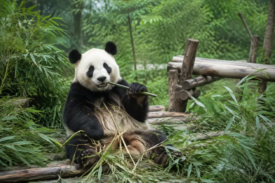 Pandas Gigantes de Chengdú