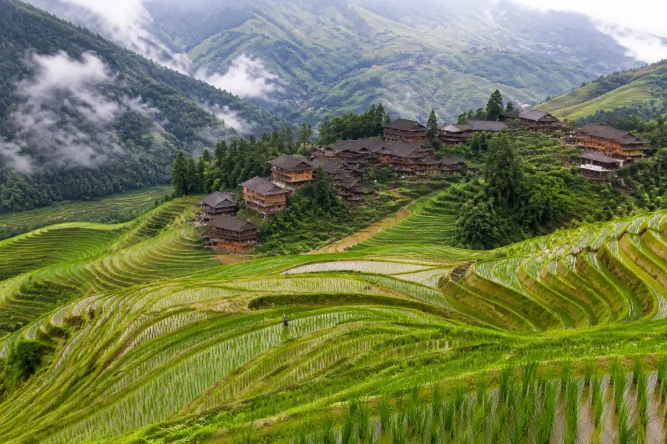 Terrazas de Arroz de Longsheng
