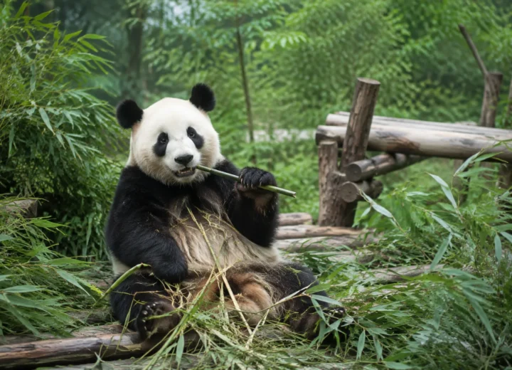 Panda gigante comiendo bambú en la Base de Investigación de Chengdú